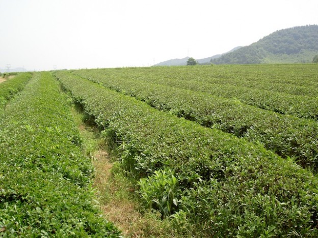 2012 Ping Shui Ri Zhu from Shao Xing